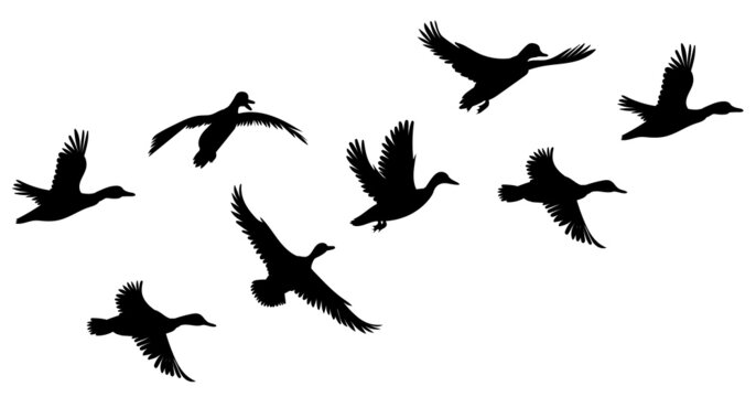 flying ducks set black silhouette, isolated vector