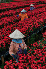 People are harvesting flowers in Sa Dec city, Dong Thap province, Vietnam - 491273983