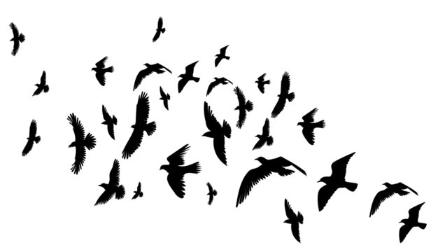 flying birds set black silhouette, isolated vector