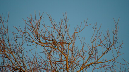 branches against the sky