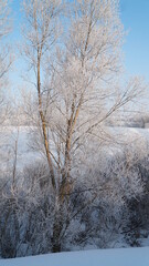 landscape with trees