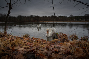 Neugierige Schwäne im Horkaer Teich bei Bischofswerda/Oberlausitz