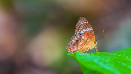 An Amazonian butterfly resting on a leaf