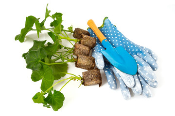 Replanting fummer flowers' seedlings. Soil, plants, shovel and gloves on a white background