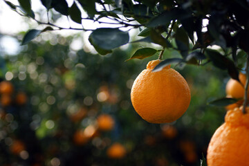 Tangerines are growing on the branches.