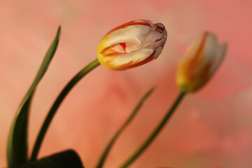 Tulipani in primo piano  fiori di colore bianco, rosso e arancio screziato © Enzo Pancaldi