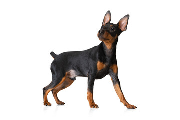 Studio shot of beautiful cute dog, Zwergpinscher posing isolated on white background. Concept of motion, pets love, animal life.