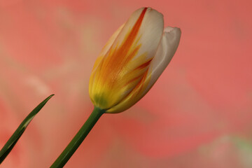 Tulipani in primo piano; fiori di colore bianco, rosso e arancio screziato