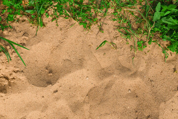 green grass on sand for background with copy space