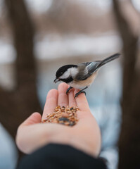 Feeding chickadees in Canadian winter © Selene Miller