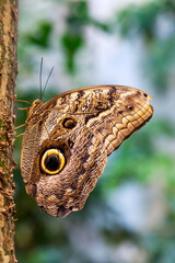 Caligo Eurilochus butterfly on a tree trunk