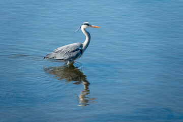 the heron britain's tallest bird reflecting in the water	
