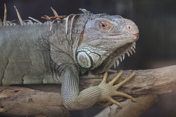 close up Iguana on dry wood