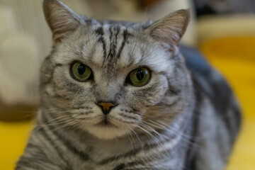 Portrait of Scottish cat close up. Beautiful grey cat lying on a soft yellow chair. Funny, evil, serious pet