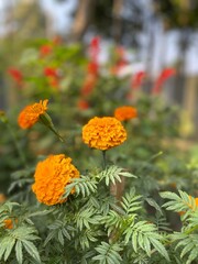 Marigold 