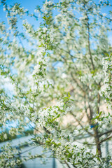blossoming tree in spring