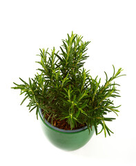 rosemary growing in a green pot