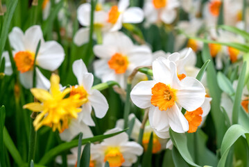 White blooming narcissus in the spring garden