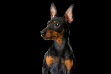 Fototapeta na wymiar Portrait of adorable Zwergpinscher dog posing isolated on dark background. Concept of beauty, motion, pets love, animal life, fashion.