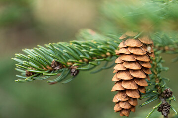 close up of a pine cone