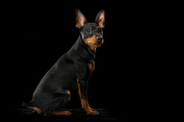 Portrait of adorable Zwergpinscher dog sitting on floor isolated on dark background. Concept of beauty, motion, pets love, animal life, fashion.