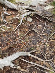 Autumn roots