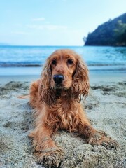 cocker spaniel dog on the beach - obrazy, fototapety, plakaty