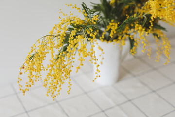 Mimosa bouquet. Branch of yellow mimosa in a white cup on a white background top view