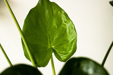 Obraz premium hoja de alocasia planta