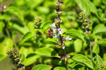Insect pollinating flowers in nature.