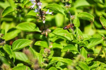 Insect pollinating flowers in nature.