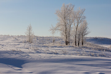 Minimalistic snowy landscape with frosted trees and their shadows in a snowy field.