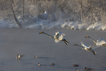 The three swans prepare to land on a lake on a foggy winter morning in the Altai Territory.