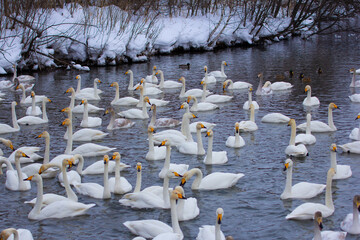 A flock of swans wintering on the Altai lake. Morning activity.