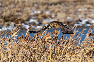 A Northern Harrier in flight over wetlands in winter