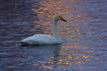 A lone white swan floats on the lake in the reflections of the setting sun.