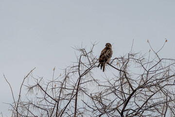 A Northern Harrier perched in a tree in winter