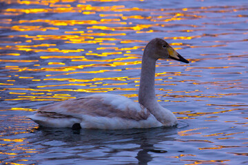 A lone brown-white swan floats on the lake in the reflections of the setting sun.