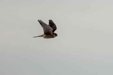 A female American Kestrel in flight