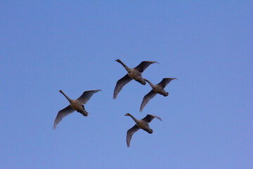 Four swans fly against the blue sky. Bottom view.
