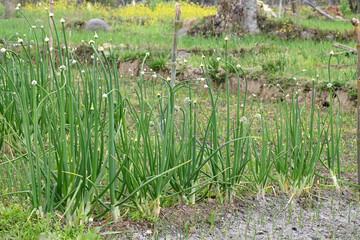 closeup the bunch ripe green onion plants with seeds growing in the farm over out of focus green brown background.