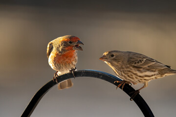 A male house finch chirping a female on a fence post - Powered by Adobe