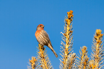 A male house finch perched on a pine tree
