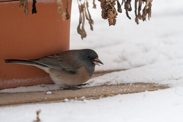 A dark-eyed junco finds a seed to eat in the snow