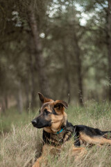 Young German Shepherd resting in the forest