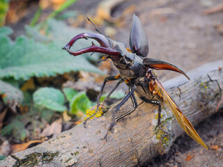 Male horned stag beetle sits on a branch with spread wings, close-up, selective focus