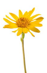 Arnica montana flower