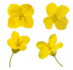 Rapeseed flowers mix - 491283780