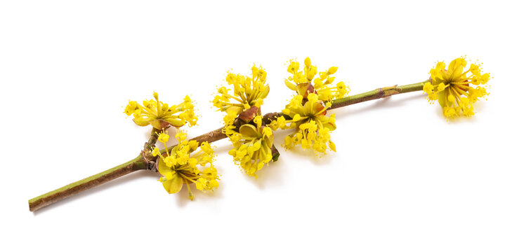 Cornelian cherry sprig with flowers