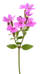 Fototapeta na wymiar Soapwort flowers